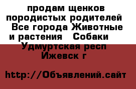 продам щенков породистых родителей - Все города Животные и растения » Собаки   . Удмуртская респ.,Ижевск г.